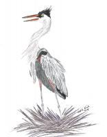 Great Blue Heron Egret - Pencil Drawings - By Wally Hink, Freehand Drawing Artist