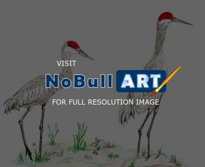 Birds - Sandhill Crane Couple - Colored Pencil
