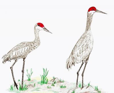 Birds - Sandhill Crane Couple - Colored Pencil