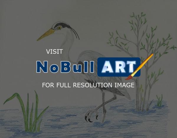 Birds - Great Blue Heron -Egret - Colored Pencil