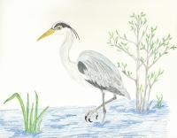 Birds - Great Blue Heron -Egret - Colored Pencil