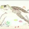 Loggerhead Turtle - Colored Pencil Drawings - By Wally Hink, Freehand Drawing Artist