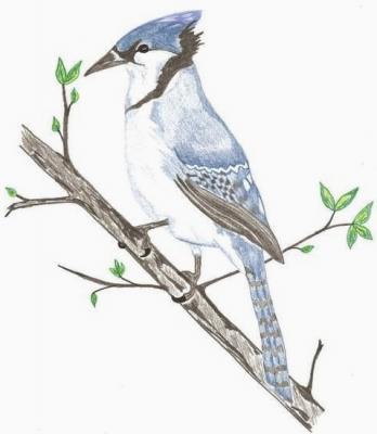 Birds - Blue Jay - Colored Pencil