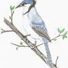 Blue Jay - Colored Pencil Drawings - By Wally Hink, Freehand Drawing Artist