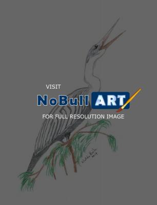 Birds - Anhinga - Colored Pencil