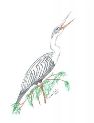 Birds - Anhinga - Colored Pencil