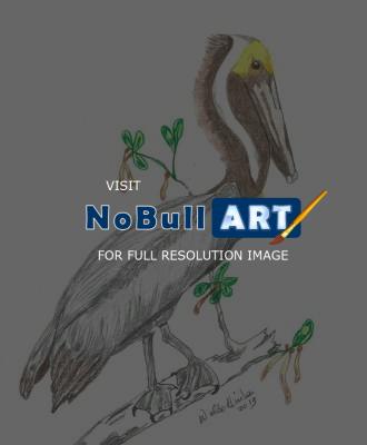 Birds - Brown Pelican - Colored Pencil