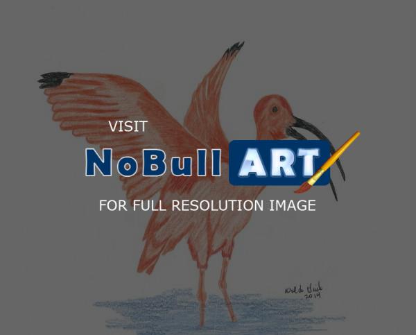 Birds - Red Ibis - Colored Pencil