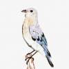 Eastern Bluebird - Colored Pencil Drawings - By Wally Hink, Freehand Drawing Artist