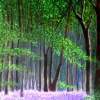 Bluebells Forest III - Acrylic On Gallery Canvas Paintings - By Marie-Line Vasseur, Realism Painting Artist