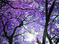 2014 - Jacarandas By The River - Acrylic On Gallery Canvas