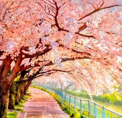 2019 - The Cherry Trees In Bloom - Acrylic On Gallery Canvas