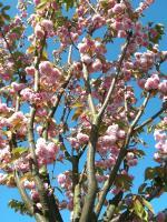 Blossomed Sky - Digital Photography - By Chiang Pinkney, Nature Photography Artist