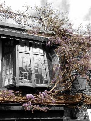 Select Color - Wisteria - Photography -- Digitally Edite