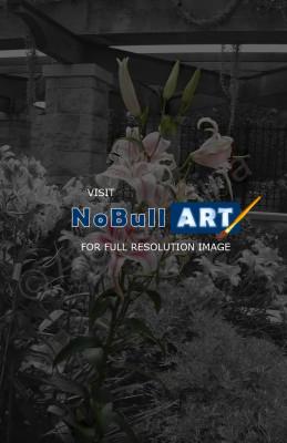 Select Color - Lilies - Photography -- Digitally Edite