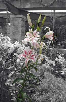 Select Color - Lilies - Photography -- Digitally Edite