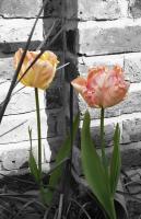 Select Color - Pastel Tulips - Photography -- Digitally Edite