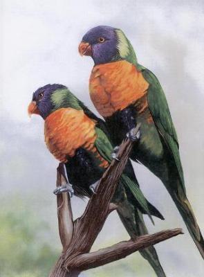 Naturewildlife - Brazillian Beauties - Acrylic