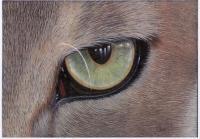 Stalking - Acrylic Paintings - By Diane Deason, Realistic Painting Artist