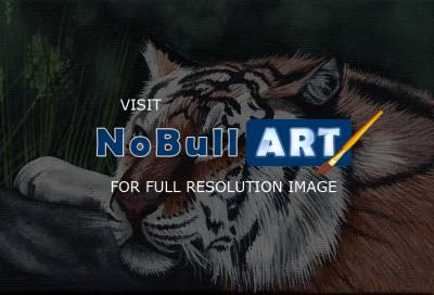 Naturewildlife - Tiger At Rest - Acrylic