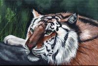 Tiger At Rest - Acrylic Paintings - By Diane Deason, Realistic Painting Artist