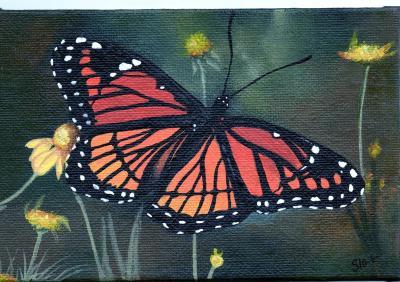 Naturewildlife - Fragile Wings - Acrylic