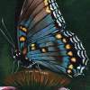 Fragile Wings 2 - Acrylic Paintings - By Diane Deason, Realistic Painting Artist