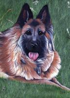 Nooska A Mans Best Friend - Acrylic Paintings - By Diane Deason, Realistic Painting Artist