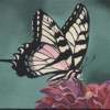 Fragile Wings 4 - Acrylic Paintings - By Diane Deason, Realistic Painting Artist