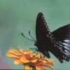 Fragile Wings 6 - Acrylic Paintings - By Diane Deason, Realistic Painting Artist