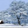 A White Winter Wonderland - Acrylic Paintings - By Diane Deason, Realistic Painting Artist