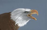 Borne On Eagles Wings - Acrylic Paintings - By Diane Deason, Realistic Painting Artist