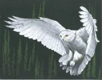 Naturewildlife - Arctic Ghost - Acrylic