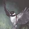 In The Shadow Of His Wings - Acrylic Paintings - By Diane Deason, Realistic Painting Artist