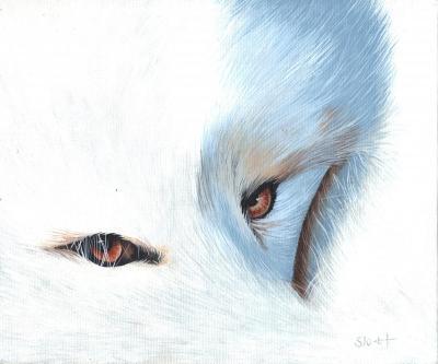 Naturewildlife - Arctic Fox - Acrylic