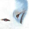 Arctic Fox - Acrylic Paintings - By Diane Deason, Realistic Painting Artist