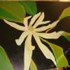 Asian Jasmine With Green Leaves - Acrylic Paintings - By Isabel Bhambra, Modern Painting Artist