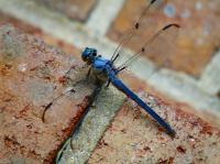 Blue Dragonfly - Digital Photography - By Chirleen Evans, Nature Photography Artist