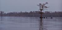 Lonely Cypress - Digital Photography - By Chirleen Evans, Waterscapes Photography Artist