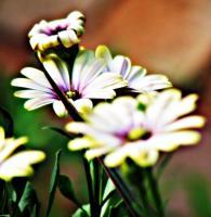 Daisies - Digital Photography - By Chirleen Evans, Nature Photography Artist