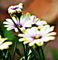 The Garden - Daisies - Digital