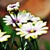 Daisies - Digital Photography - By Chirleen Evans, Nature Photography Artist