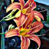 Daylillies - Digital Photography - By Chirleen Evans, Nature Photography Artist