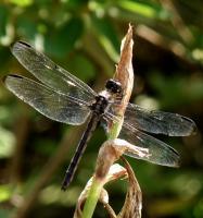 Dragonfly - Digital Photography - By Chirleen Evans, Nature Photography Artist