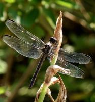 The Garden - Dragonfly - Digital