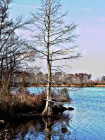 Lonely Cypress - Digital Photography - By Chirleen Evans, Waterscapes Photography Artist