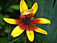 Black Eyed Susan - Digital Photography - By Chirleen Evans, Nature Photography Artist