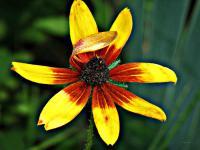 The Garden - Black Eyed Susan - Digital