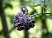 Wysteria - Digital Photography - By Chirleen Evans, Nature Photography Artist