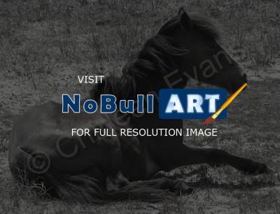 Animals - Wild Horse Of Shackelford - Digital
